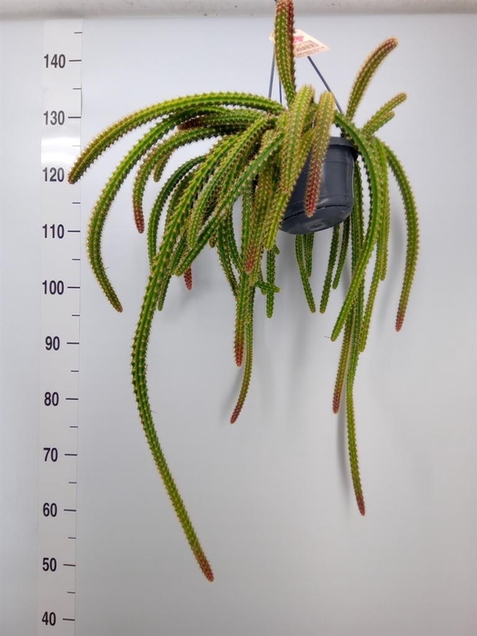 <h4>Cactus   ...hangingplants</h4>