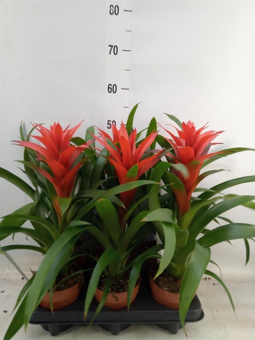 <h4>Guzmania  'Ostara'</h4>