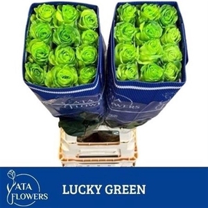 R Gr Lucky Green Ec
