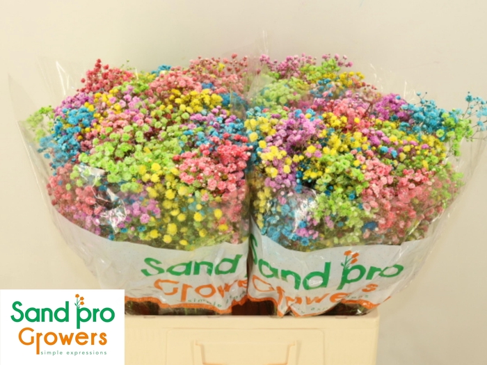 <h4>GYPS KLB H%</h4>