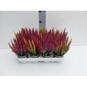 Calluna vulg. 'Beauty L Starl' ..mx