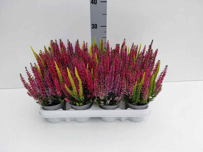 Calluna vulg. 'Beauty L Starl' ..mx