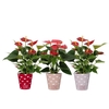 Anthurium red&pink mix in You and Me smartcup