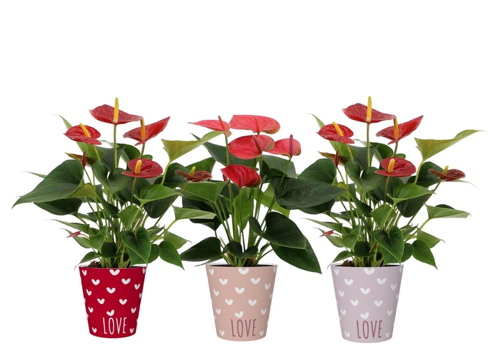 <h4>Anthurium red&pink mix in You and Me smartcup</h4>
