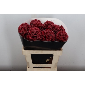 Brassica (fr) Classic Dark Pink