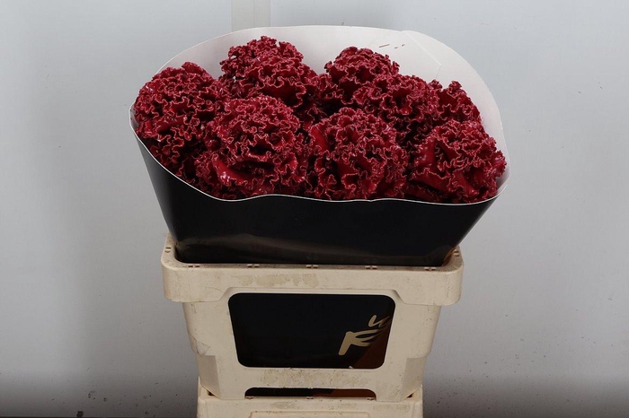 <h4>Brassica (fr) Classic Dark Pink</h4>