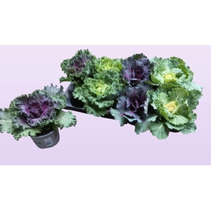 BRASSICA (SIERKOOL)