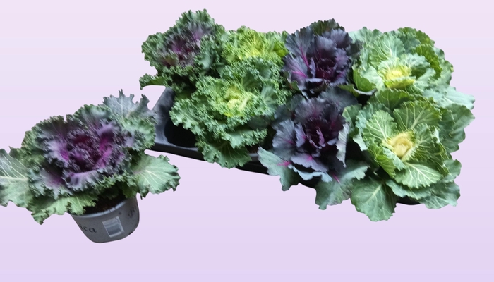 <h4>BRASSICA (SIERKOOL)</h4>