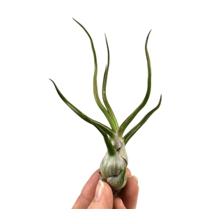 tillandsia bulbosa