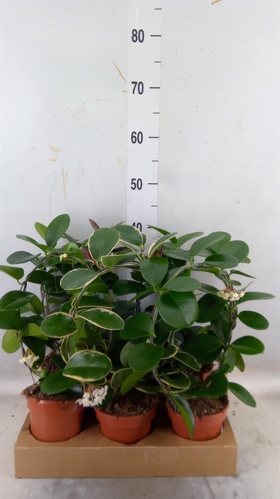 <h4>Hoya australis</h4>