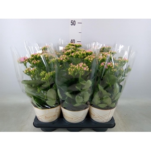 Kalanchoe  'RoseFlow Graceful Pink'