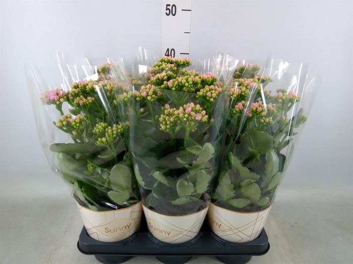 <h4>Kalanchoe 'RoseFlow Graceful Pink'</h4>