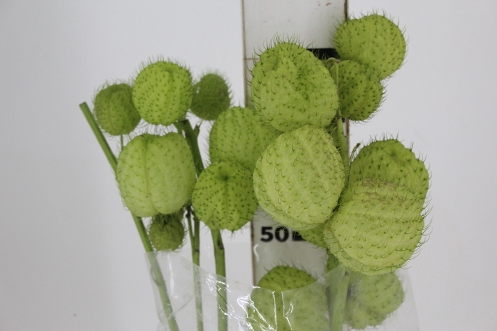 <h4>FOLHAGEM ASCLEPIAS</h4>