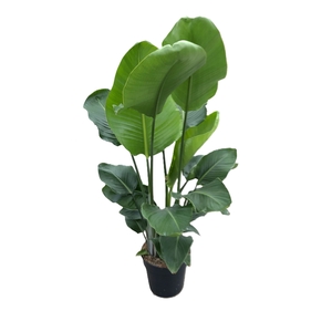 Strelitzia nicolai
