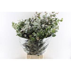 Euca Cinerea Per Bunch 300 Gram Za