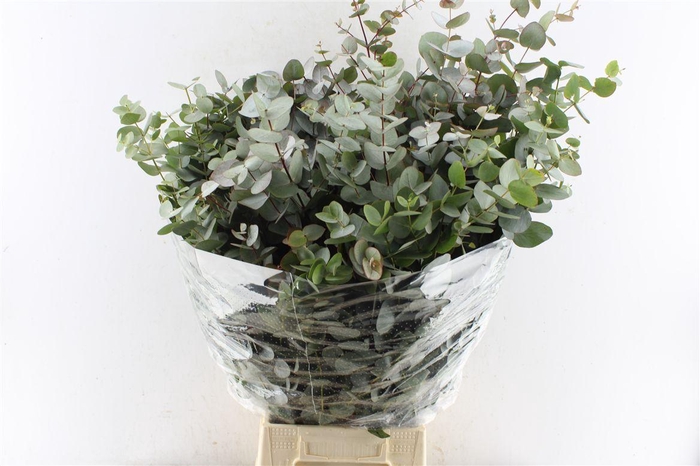<h4>Euca Cinerea Per Bunch 300 Gram Za</h4>