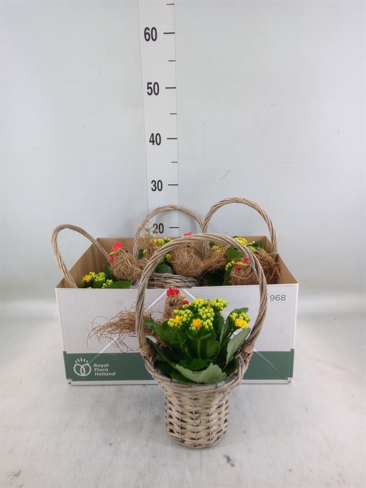 <h4>Arr. Planten L%</h4>