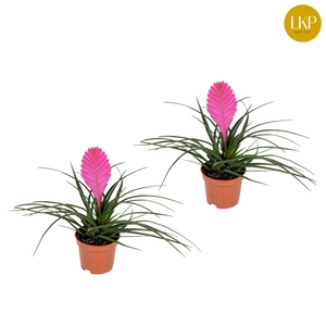 Tillandsia Vincent Roze (Zonder Hoes)