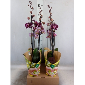 Phalaenopsis  'Ant Montpellier'