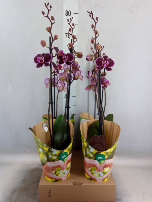 <h4>Phalaenopsis  'Ant Montpellier'</h4>