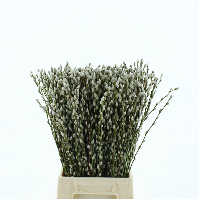 <h4>SALIX CA SNOW FLAKE</h4>