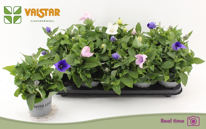 <h4>PLATYCO GR GEM</h4>