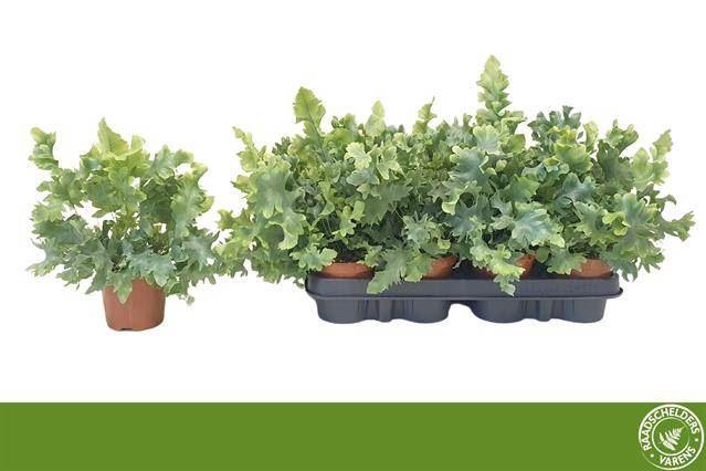 <h4>Phlebodium aureum 'Davana'</h4>