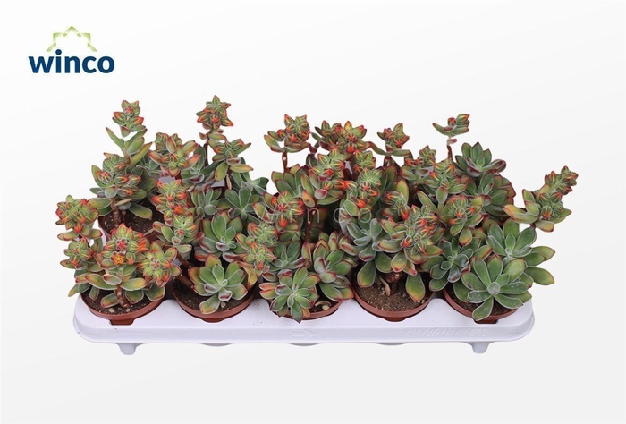 Echeveria Pulvinata (flowering)