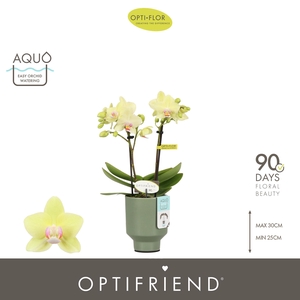 Optifriend Lena 2 spike in Emilia Green Aquo
