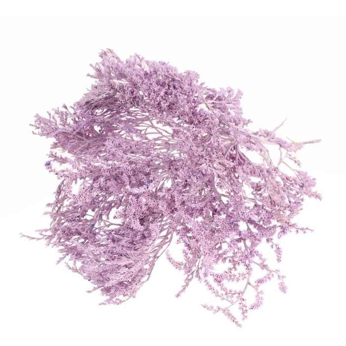 <h4>Statice tatarica 500gr SB lilac misty</h4>