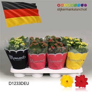 Kalanchoe Moments - Germany flag