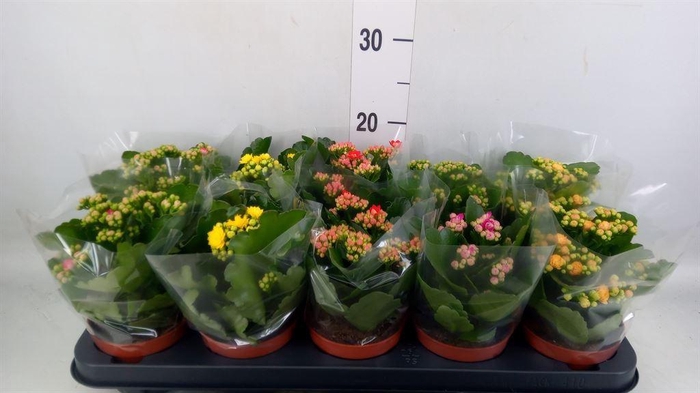 <h4>Kalanchoe blos.   ..rosebud mix  5</h4>