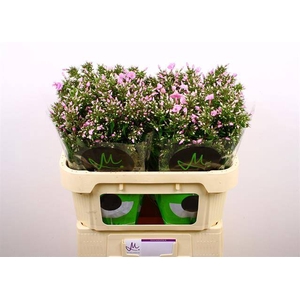 PHLOX P PINK EYES