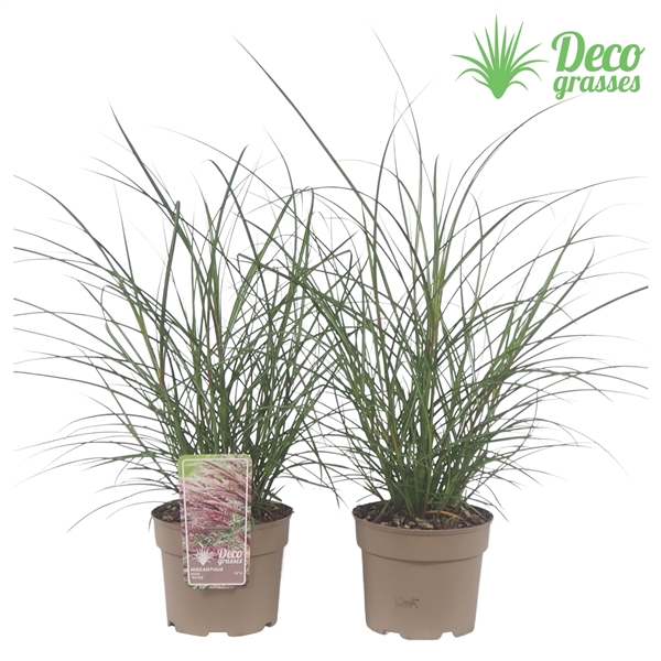 <h4>Miscanthus sinensis 'Red Chief'</h4>