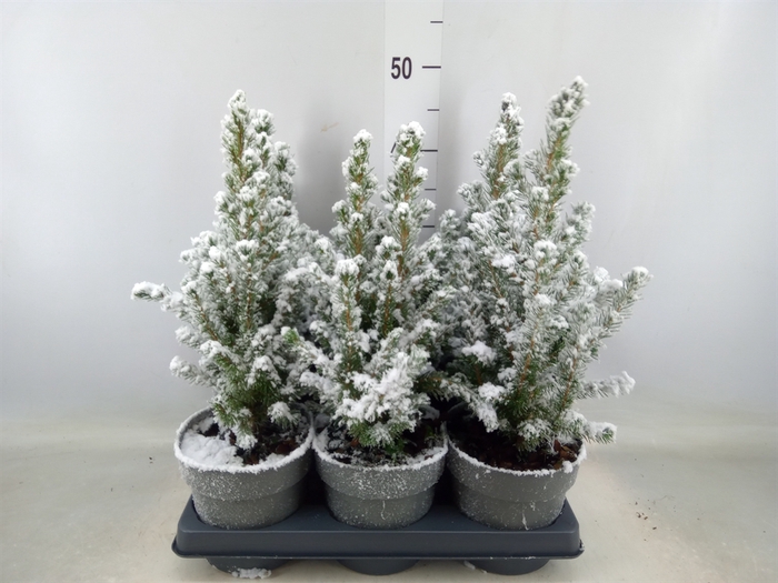 <h4>Picea glauca 'Conica'</h4>