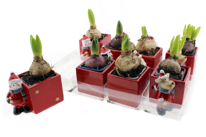 <h4>HYACIN ORIENTAL GEM</h4>