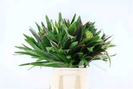 <h4>DECOGROEN GEM</h4>