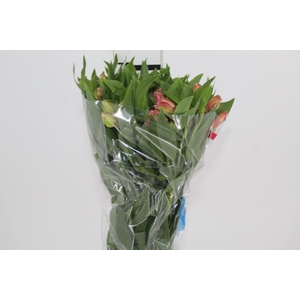 ALST. PRIMADONA 070 CM