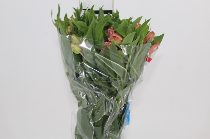 <h4>ALST. PRIMADONA 070 CM</h4>