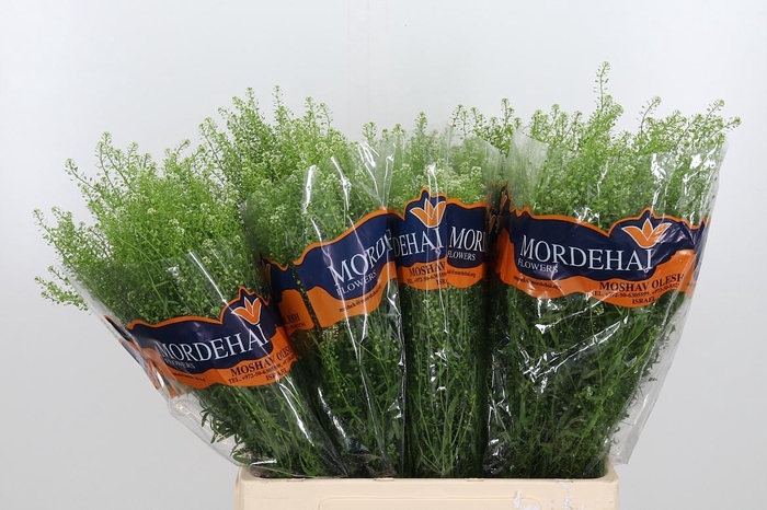 <h4>Lepidium Green Bell</h4>