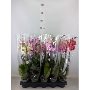 Phalaenopsis   ...mix