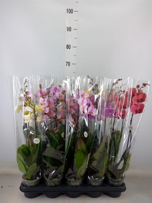 <h4>Phalaenopsis   ...mix</h4>