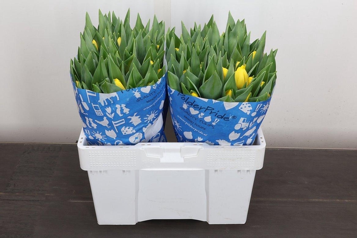 <h4>Tu En Novi Sun</h4>