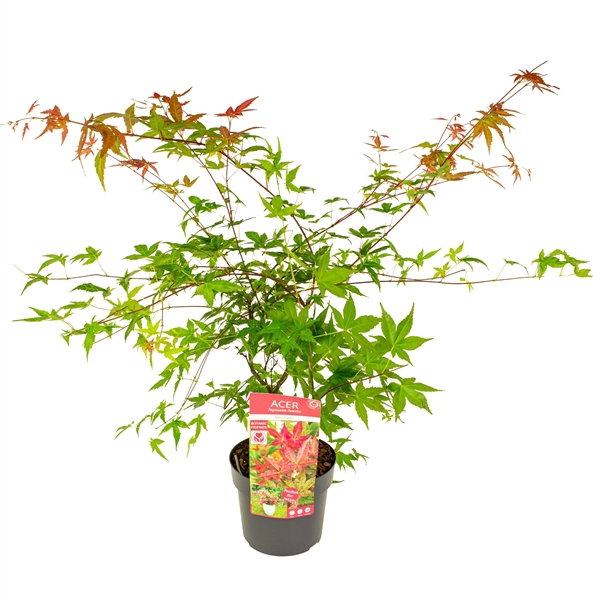 <h4>Acer palm. 'Beni-maiko'</h4>