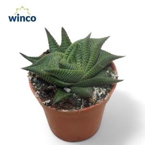 Haworthia Limifolia Twist