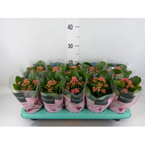 Kalanchoe blos. 'Serenity Softpurp'