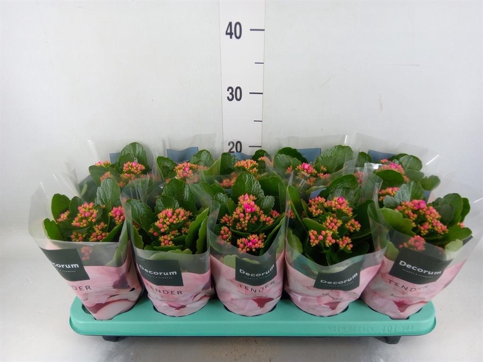 <h4>Kalanchoe blos. 'Serenity Softpurp'</h4>