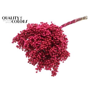 Dried schinus mollis paint cerise