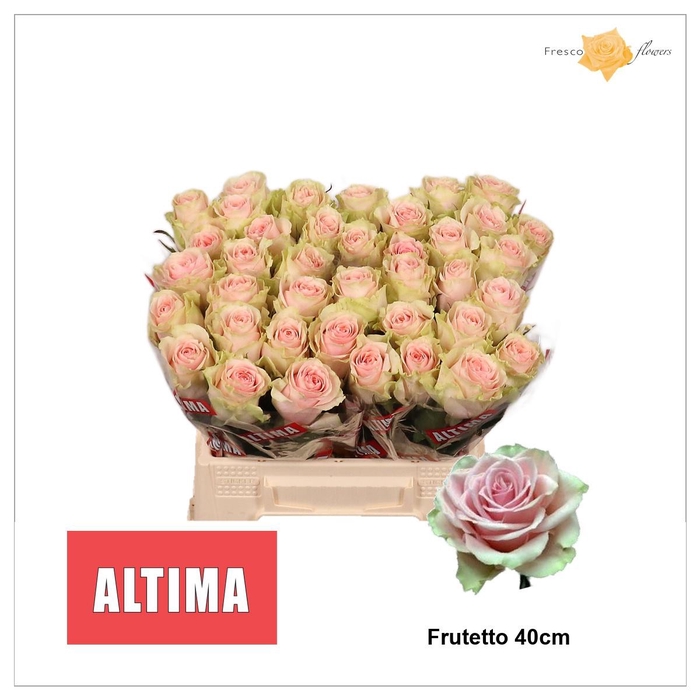 <h4>R GR FRUTTETO</h4>