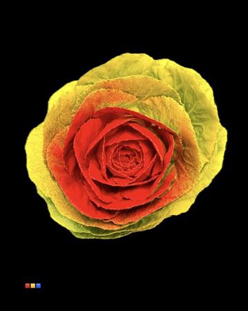 <h4>Brassica Yellow - Red</h4>